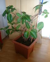 Gummibaum / Ficus elastica incl.Topf Baden-Württemberg - Bad Saulgau Vorschau