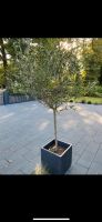 Olivenbaum mit hochwertigen Kübel !!! Brandenburg - Kyritz Vorschau