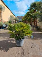 Chamaerops Humilis Vulcano Zwergpalme Nordrhein-Westfalen - Oer-Erkenschwick Vorschau