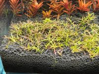 Rarität Aquariumpflanze Roter Bodendecker Rotala mexicana Goias Baden-Württemberg - Ettlingen Vorschau