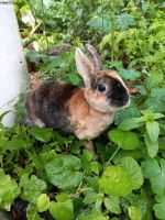Älteres Zwergkaninchen Weibchen Kaninchen Häsin Zwerg Nordrhein-Westfalen - Warendorf Vorschau