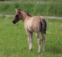 Wunderschönes Quarter Horse Foundation Stutfohlen grullo 99% NFQH Bayern - Poppenhausen Vorschau