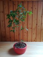 Birkenfeige " Ficus Benjamina " aus Hobbyzucht zu Verkaufen Baden-Württemberg - Klettgau Vorschau