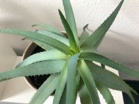 Große Aloe Vera Zimmerpflanze Sachsen-Anhalt - Wernigerode Vorschau