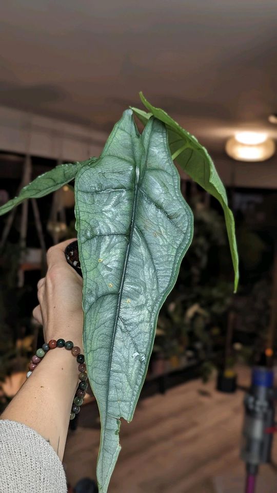 Alocasia Heterophylla Dragons Breath versch. Größen in Pforzheim