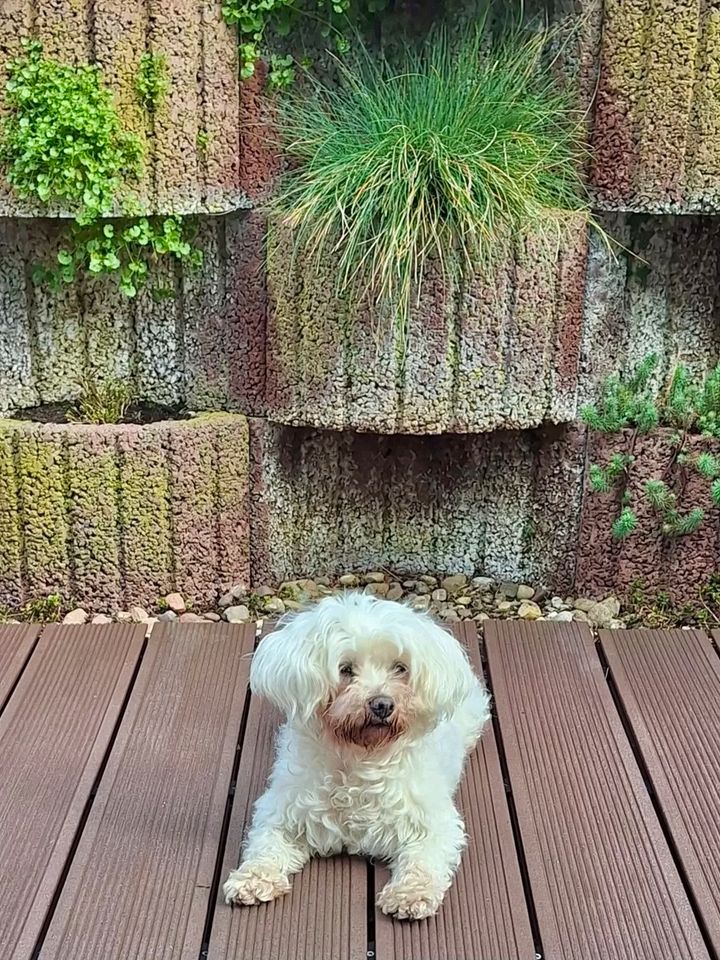 Maltichon (Malteser/Bichon), Hündin, 9 Jahre in Surwold