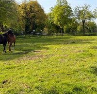 Pferdemist ohne Heu! Zu Verschenken- Zahle auch Abholpreis Niedersachsen - Dötlingen Vorschau