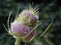 Wilde Karde Pflanze Garten Natur Distel zu verschenken Bayern - Seehausen a. Staffelsee Vorschau