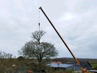 Baumpflege, Baumfällung, Stubbenfräsen, Hecke schneiden, Schredde Schleswig-Holstein - Eggebek Vorschau