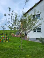 Zu Verschenken: Silberweide Weide Baum Weidenbaum Hessen - Laubach Vorschau