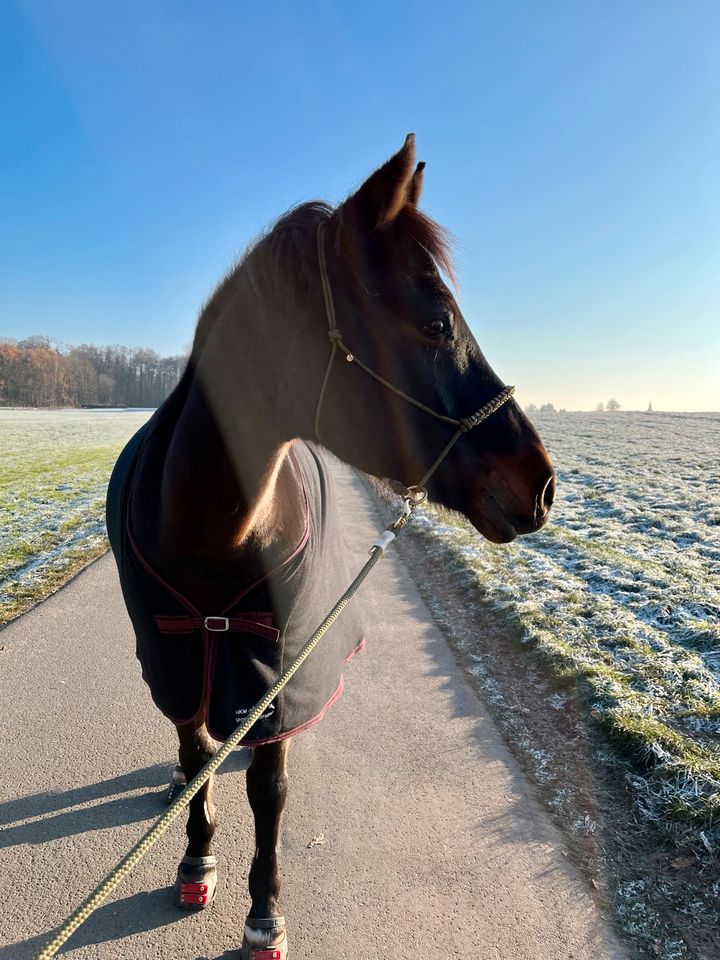 Reitbeteiligung / Pflegebeteiligung (Pferd sucht Reiter) in Leichlingen