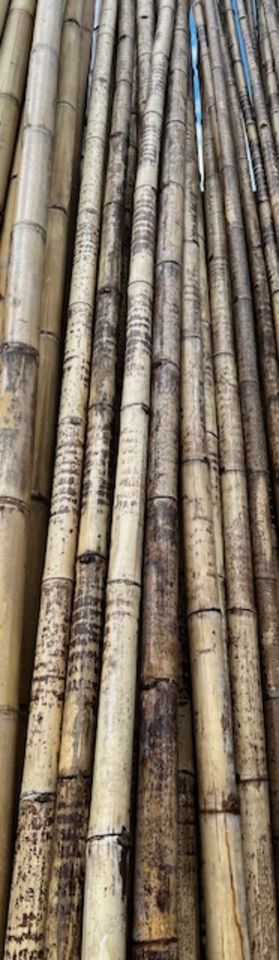 Bambusrohre Tiger 10 X 1,50 Meter ( Durchmesser 5-7 cm )Bambus in Wehr