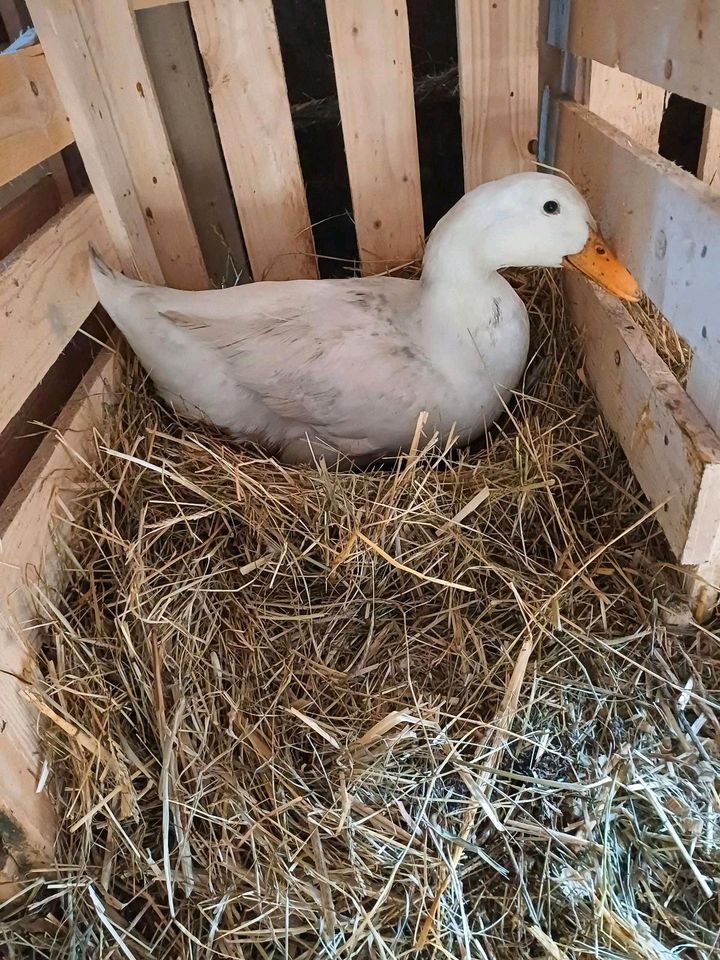 Amerikanische-Pekingente BE(kalkmurmel) in Rammingen