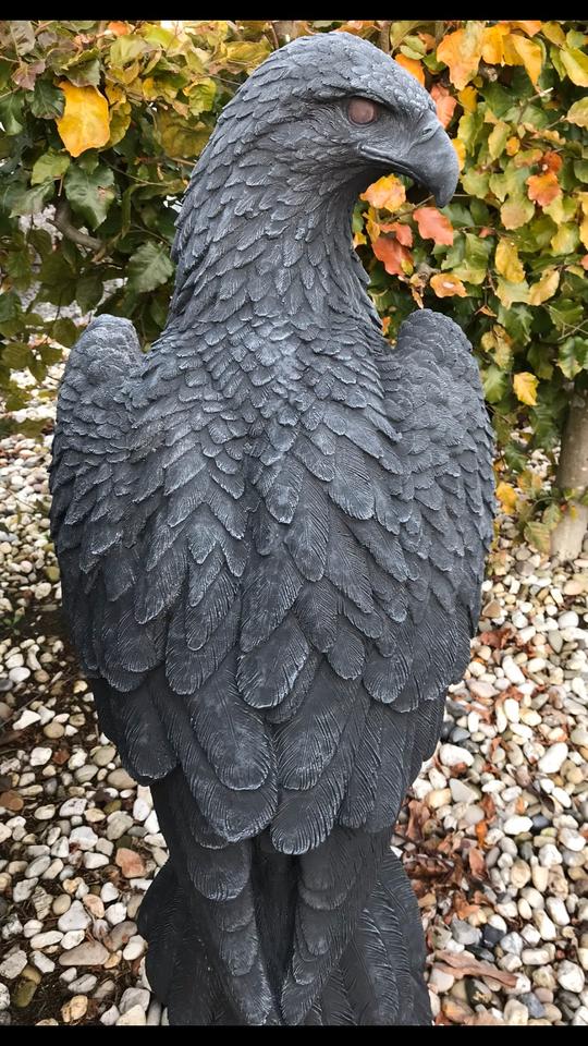 ‼️Adler 100kg 106cm Seeadler Greifvogel Eagle Harley Steinadler‼️ in Hannover