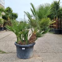 Chamaerops Humilis bis 280€ winterharte Zwergpalmen Nordrhein-Westfalen - Oberhausen Vorschau