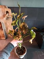 Syngonium neon robusta, etablierte Pflanze, purpurtute Wuppertal - Elberfeld Vorschau