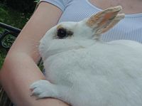 Kaninchen Molly sucht einen neuen Besitzer Baden-Württemberg - Bühl Vorschau