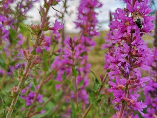 Blutweiderich Samen Blumen mehrjährig winterhart Bienenpflanze in Pfedelbach