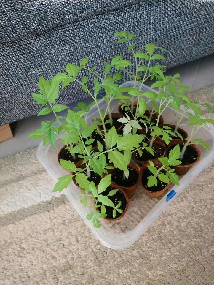 Tomatenpflanzen Bio in Bremen