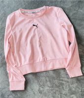 Pulli Puma Niedersachsen - Munster Vorschau