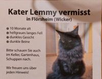 VERMISST Kater Lemmy Flörsheim/Main Hessen - Hochheim am Main Vorschau