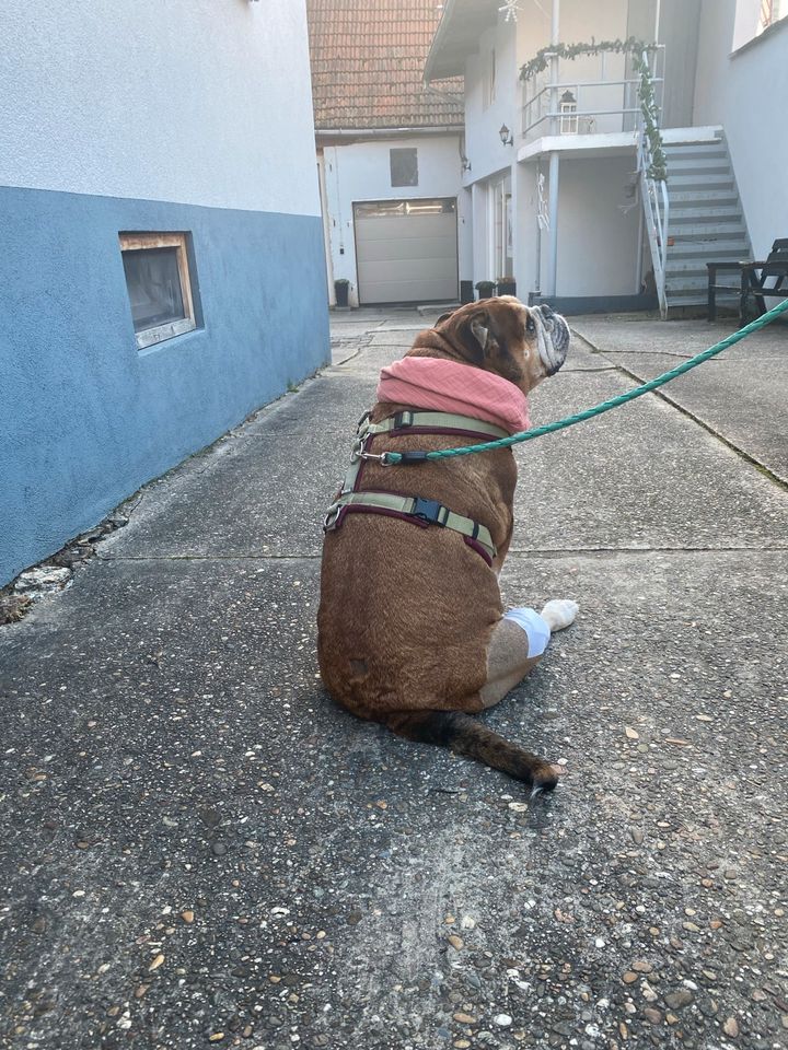 Tierheilpraxis Tierphysio Hund Pferd in Hördt