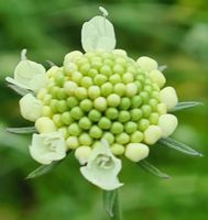 Ableger Staude Gelbblühendes Krätzkraut ; Bienenweide Niedersachsen - Oldenburg Vorschau