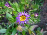 Wild-Aster Ezo Murasaki pflegeleicht winterhart späte Blüte Bayern - Kümmersbruck Vorschau