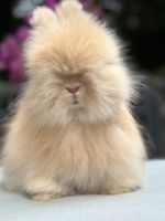 English Angora / Angora Kaninchen / Englisch Angora/ Teddy Hase Bielefeld - Dornberg Vorschau