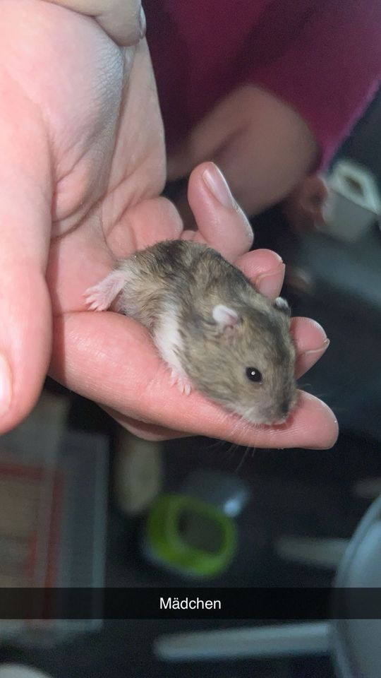 Mini Hamster in Kaufbeuren