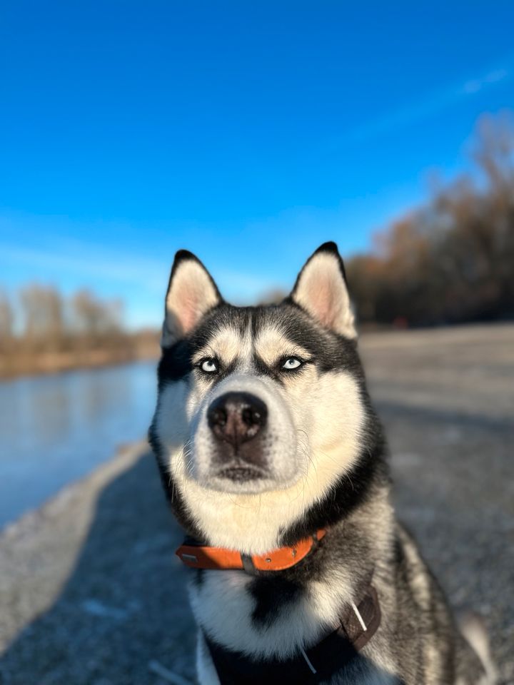 Husky sucht Zuhause für immer! in Augsburg