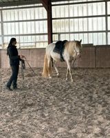 Reiten Kinder Jugendliche Erwachsene Pferde Rheinland-Pfalz - Baumholder Vorschau