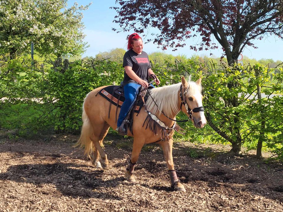 Palomino-Stute-Freizeitpferd in Urbach Westerw