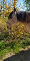 Portugiesischer Kappzaum Caveçon Natur akademische Reitkunst Schleswig-Holstein - Schönberg (Holstein) Vorschau