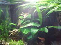 Genoppter Wasserkelch / Cryptocoryne crispatula XXL / XL Bayern - Kaufering Vorschau