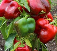 Rote Paprika Samen  - Bio - für 20 Pflanzen Brandenburg - Altlandsberg Vorschau