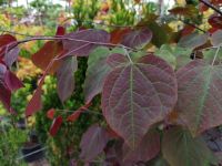 Kanadischer Judasbaum Forest Pansy / Cercis can. Forest Pansy Nordrhein-Westfalen - Bocholt Vorschau