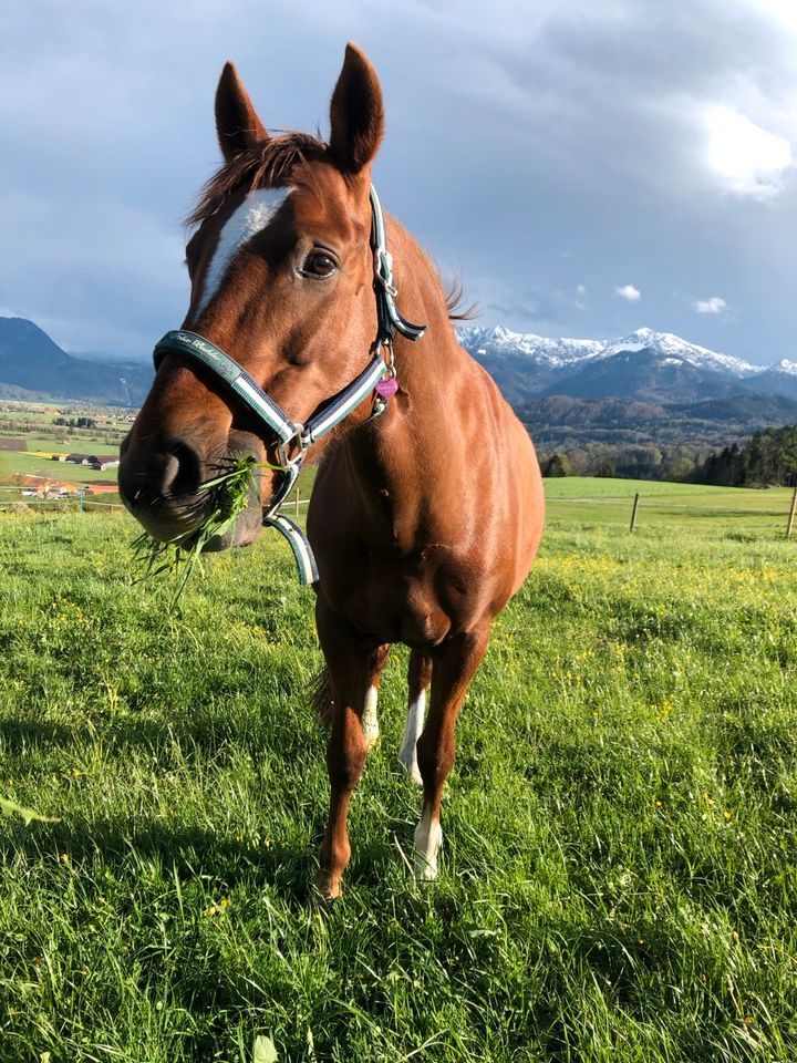 Pflegebeteiligung für braves Endmaßpony gesucht in Großweil