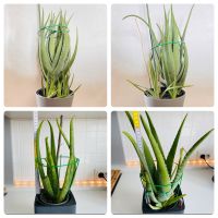 Aloe Vera Pflanze ca. 20-85cm inkl. Ableger Hessen - Wehrheim Vorschau