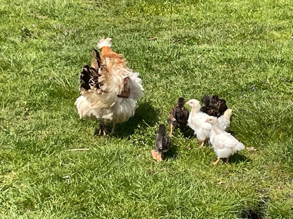 Bruteier Hühner Küken Buntleger Marans Orpington in Lemwerder