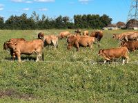 Murnau Werdenfelser Rinder Mutterkuh Kalb Jungrind Bio Bioland Bayern - Pollenfeld Vorschau