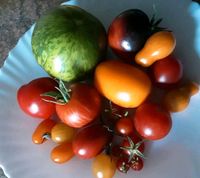Gesunde Tomatenpflanzen Stab- u. Wildtomaten alt samenfest 0,75 € Sachsen - Kirchberg Vorschau