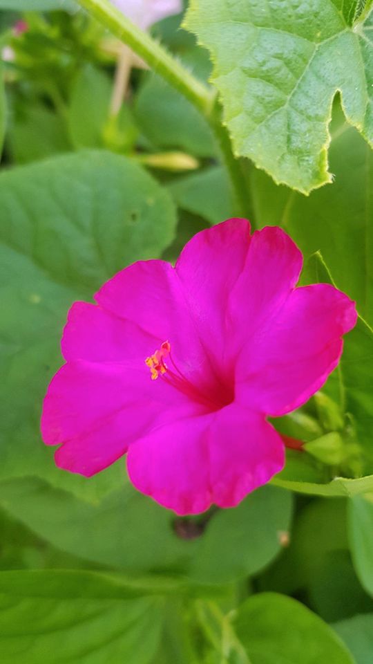 Wunderblume Samen Saatgut rosa, gelb, violett mix in Bad Blankenburg