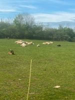 Schafe Ziegen Lämmer Saarland - Wadgassen Vorschau