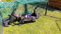 Kaninchen Deutsche Riesen 7 Böcke 4 Monate alt Brandenburg - Neutrebbin Vorschau