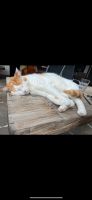 Liebevolle Katze sucht neues Zuhause Bayern - Ingolstadt Vorschau