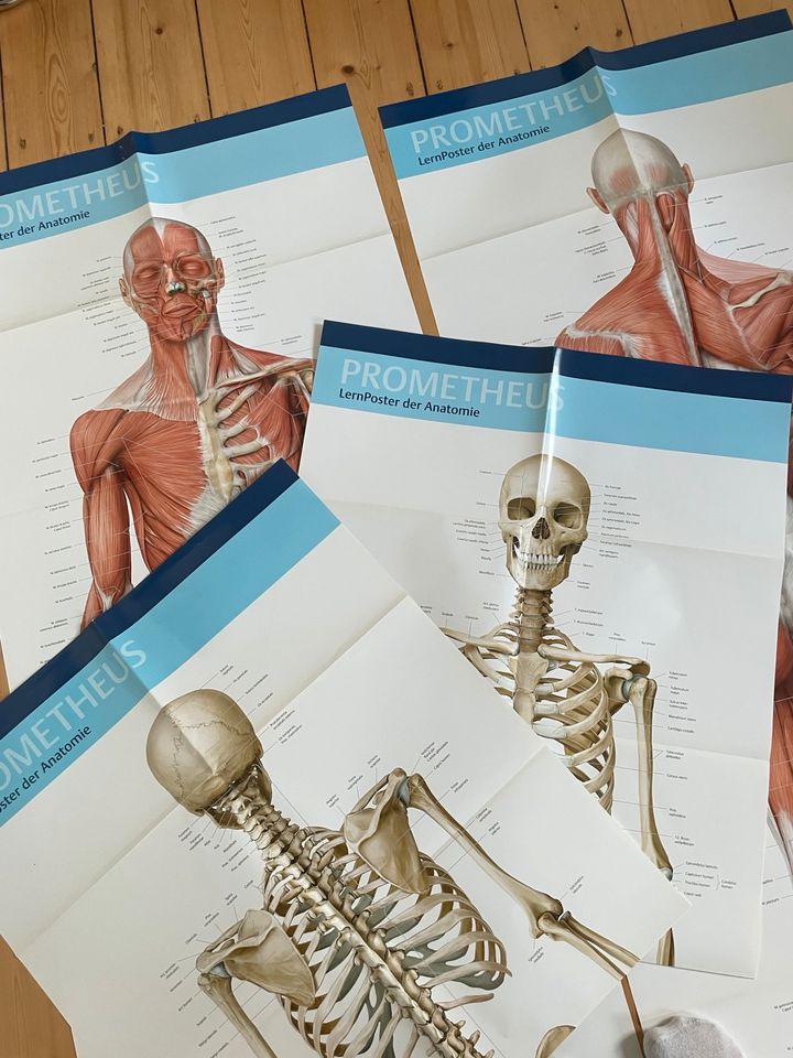 Prometheus Lern Poster der Anatomie - Knochen und Muskeln in Bochum