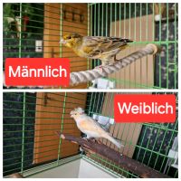 2 Kanarien vögel Preise für beide Nordrhein-Westfalen - Weilerswist Vorschau