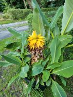 Lotusbanane Ableger Sachsen - Pulsnitz Vorschau