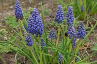 Traubenhyazinthen - Perlblumen - Zwiebeln - blau - 20 Stück Baden-Württemberg - Sachsenheim Vorschau